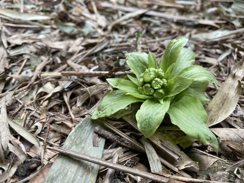 pousses de pétasite