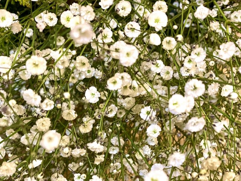 Baby's Breath
