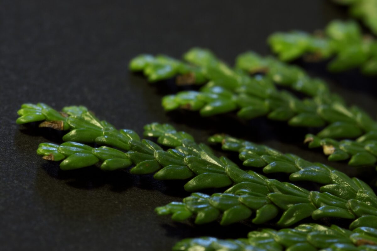 Feuilles de Hiba (Asunaro)