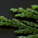 Hiba（Asunaro）叶