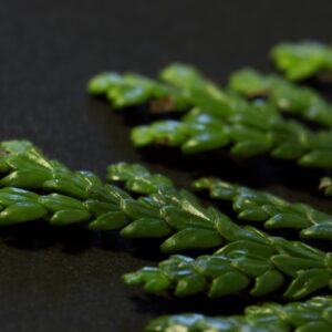 Hiba (Asunaro) se va