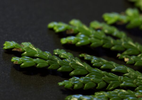 Hiba (Asunaro) leaves