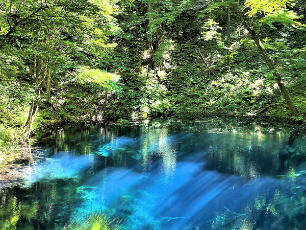 青く輝く夏の「青池」 ©深浦町