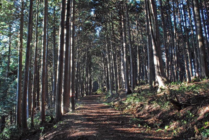 Forêt récréative naturelle de Choboyama