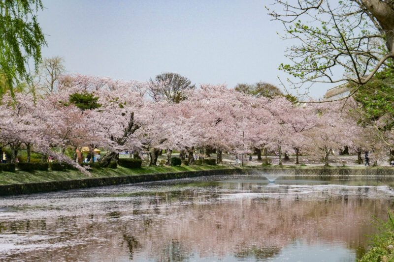 Cherry blossoms at Tsuruoka Park