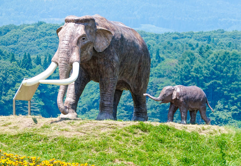 Nojiri Lake Naumann Elephant Museum