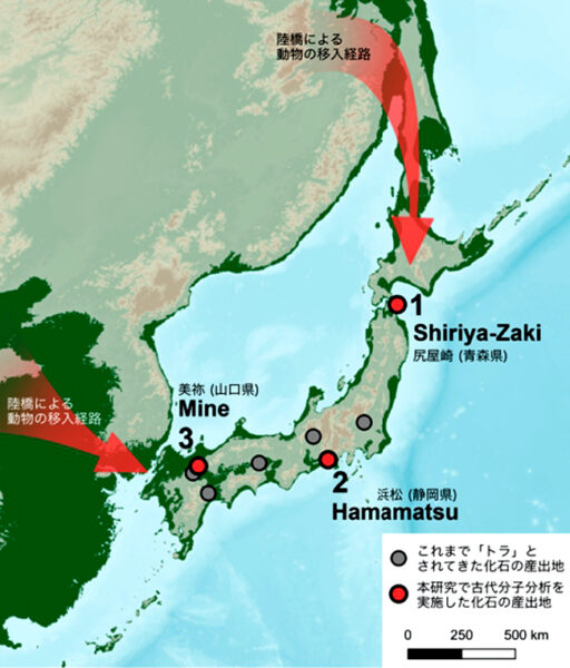 在日本列岛发现传统上被认为是“老虎”化石的地点，以及本研究中研究的标本的挖掘地点。