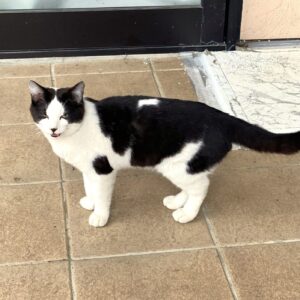 A black-and-white cat standing on a tan tiled sidewalk in front of a door, looking toward the camera with its mouth slightly open.