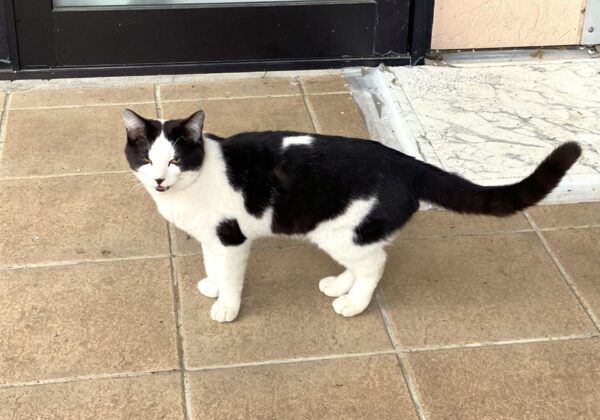 A black-and-white cat standing on a tan tiled sidewalk in front of a door, looking toward the camera with its mouth slightly open.