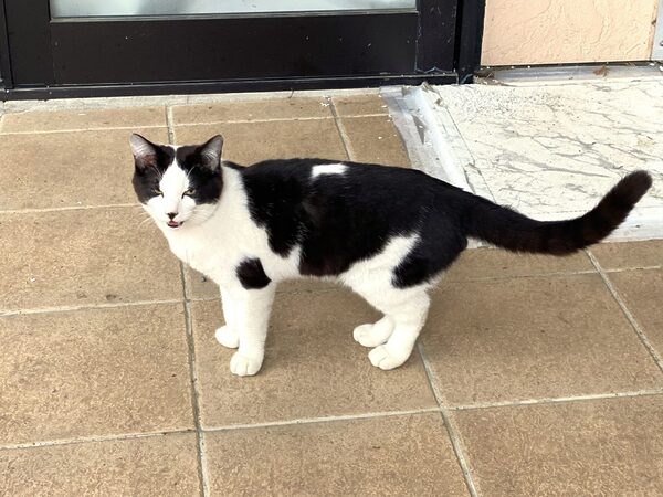 A black-and-white cat standing on a tan tiled sidewalk in front of a door, looking toward the camera with its mouth slightly open.