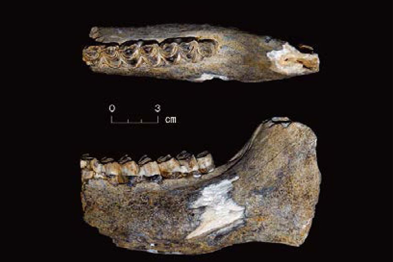 Fossil of a giant deer
