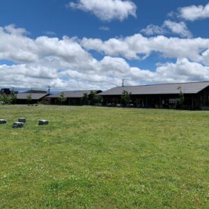 Open grassy field with small white flowers and a line of low wooden buildings with metal roofs in the distance under a blue sky with fluffy clouds.
