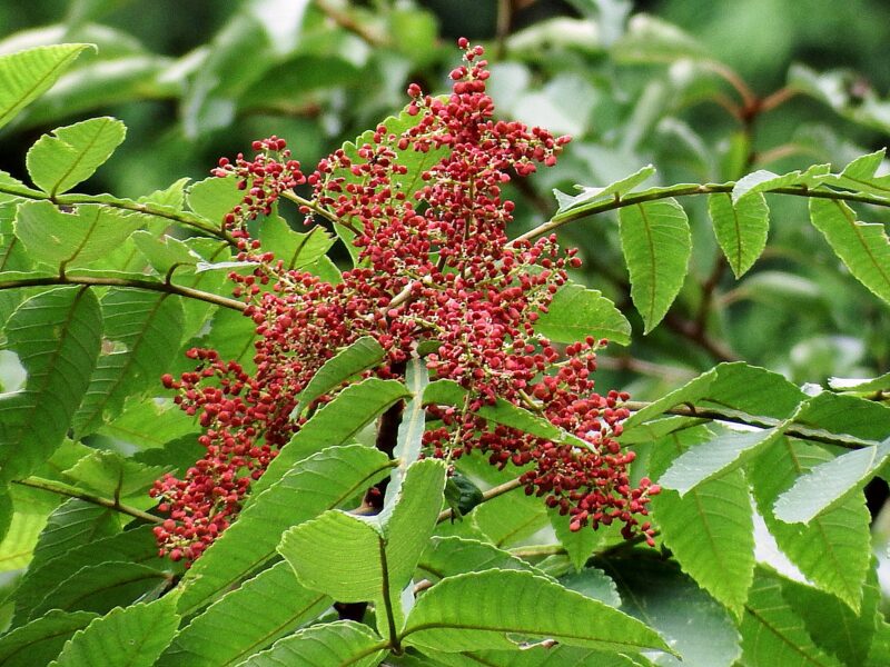 The fruit of the sumac tree (Rhus javanica)
