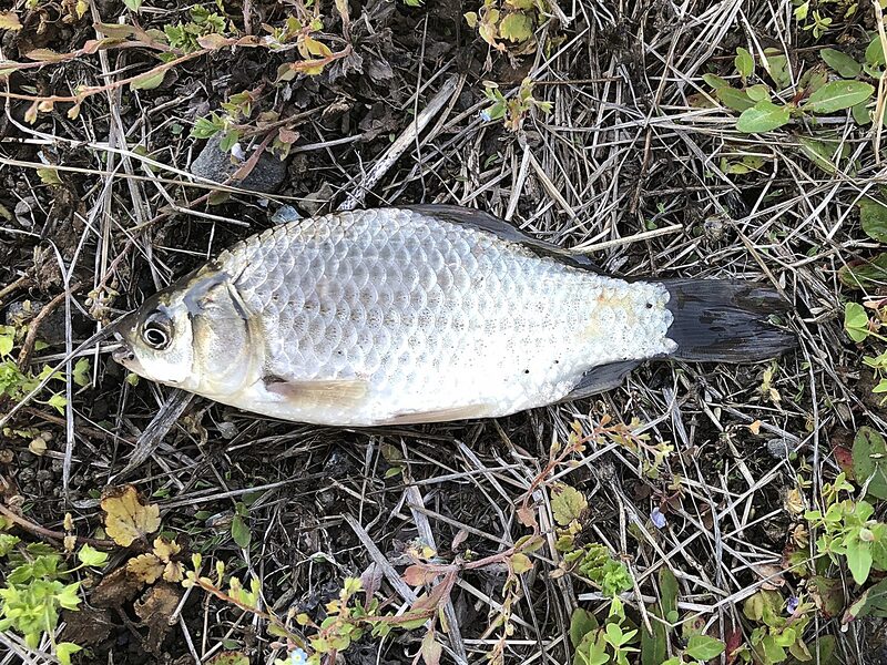 Crucian carp