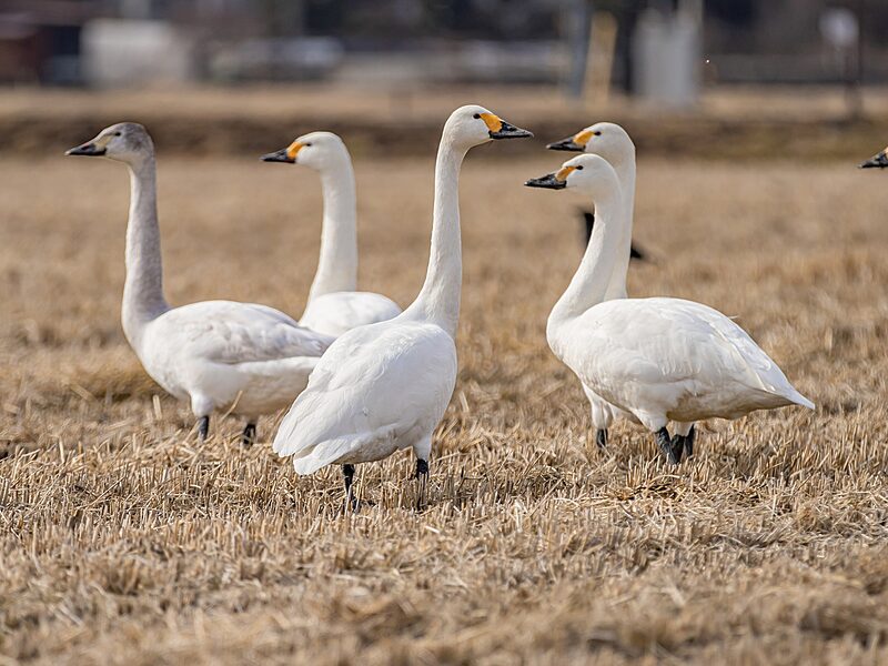 Swan