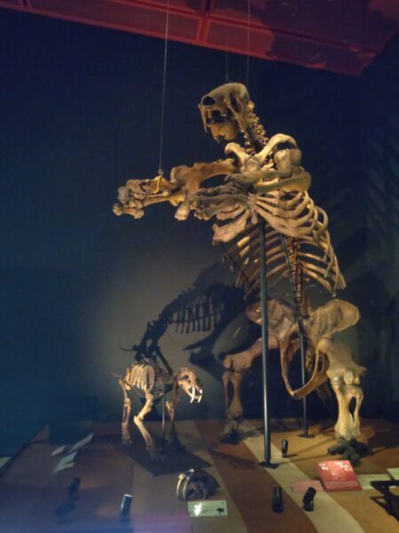 巨型树懒（Eremotherium）