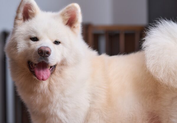 Gros plan sur un chien blanc et duveteux, la langue rose pendante, souriant à l'objectif sur fond neutre.