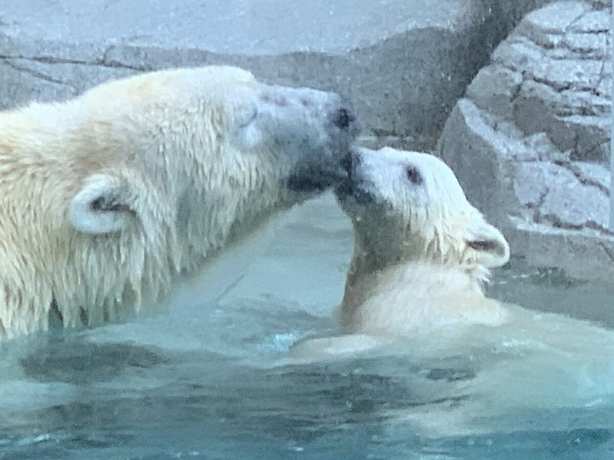 A mother polar bear and cub wading in a shallow Arctic pool near rocky terrain.