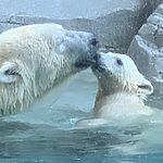 Une ourse polaire et son ourson pataugent dans une mare peu profonde de l'Arctique, près d'un terrain rocheux.