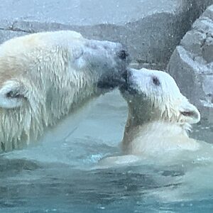 Una osa polar y su cachorro vadean en una charca poco profunda del Ártico, cerca de un terreno rocoso.