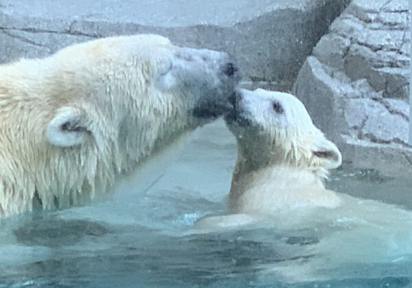 A mother polar bear and cub wading in a shallow Arctic pool near rocky terrain.