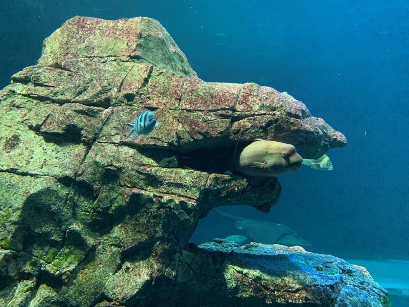 Oga Aquarium GAO