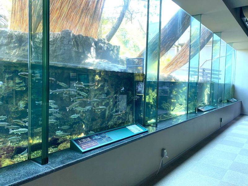 Oga Aquarium GAO