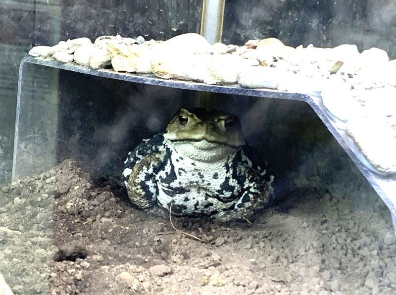 Oga Aquarium GAO