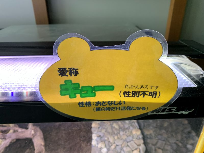 Oga Aquarium GAO