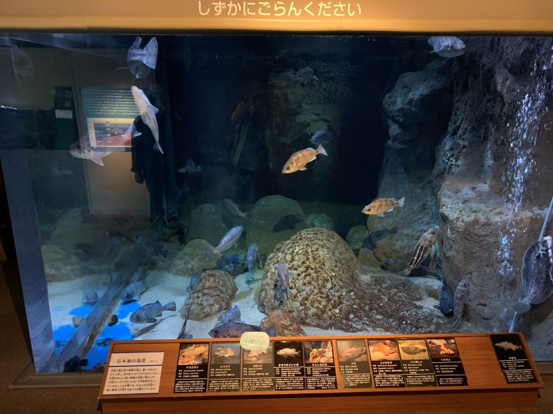 Oga Aquarium GAO
