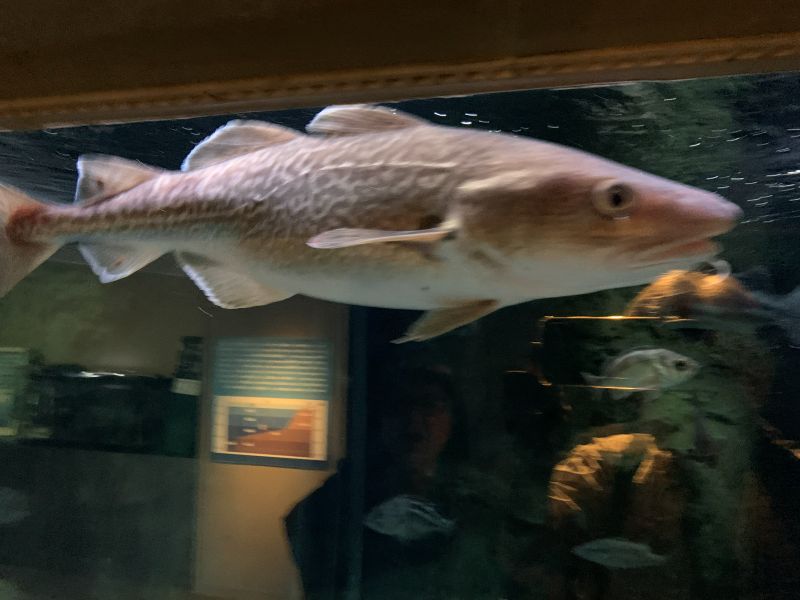 Oga Aquarium GAO