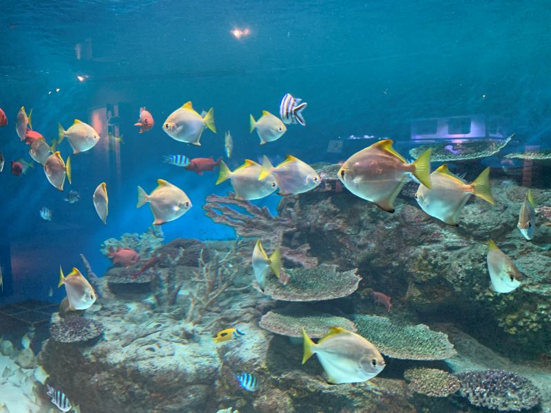 Oga Aquarium GAO