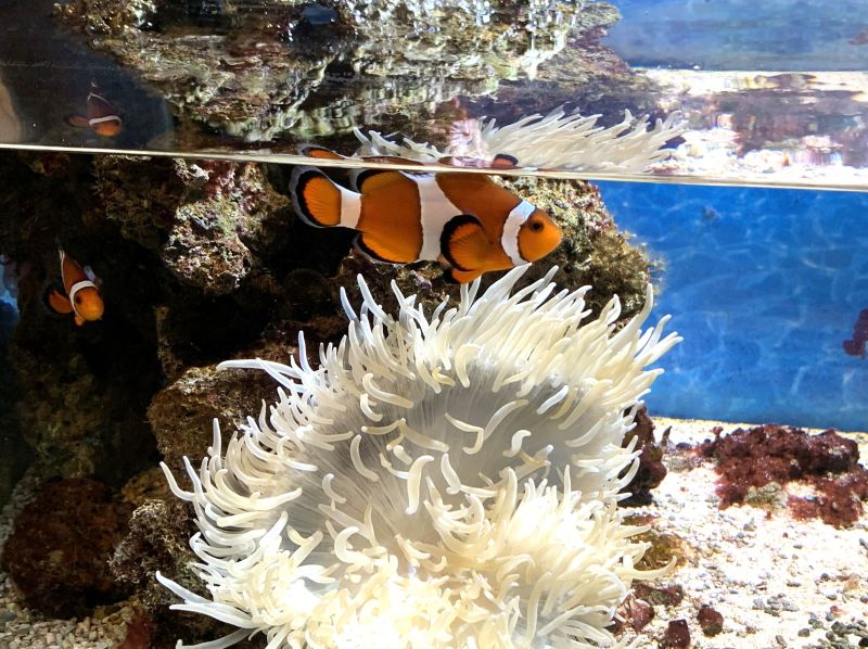 Oga Aquarium GAO