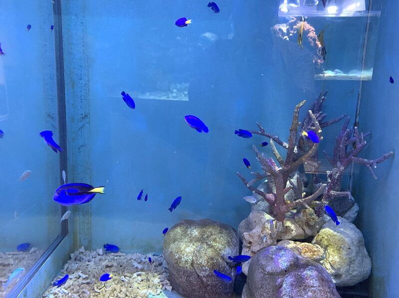 Oga Aquarium GAO
