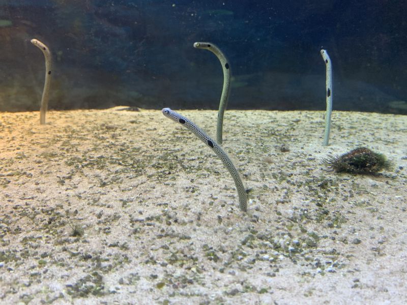 Oga Aquarium GAO