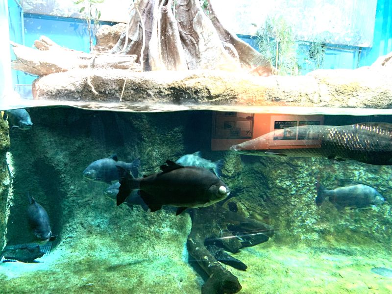 Oga Aquarium GAO