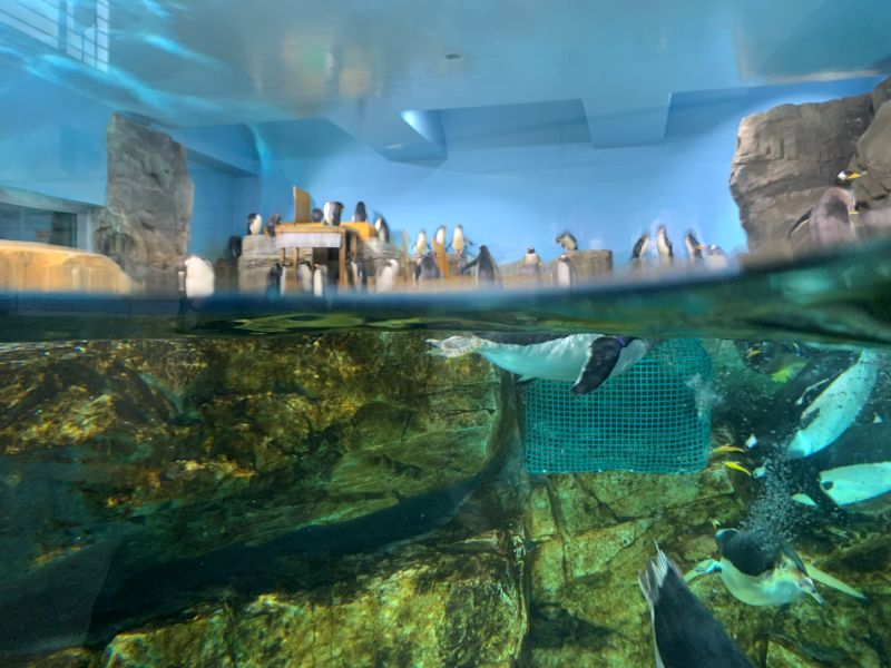 Oga Aquarium GAO
