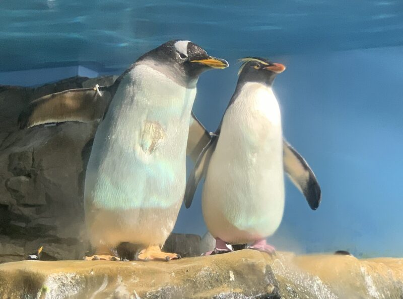 Oga Aquarium GAO