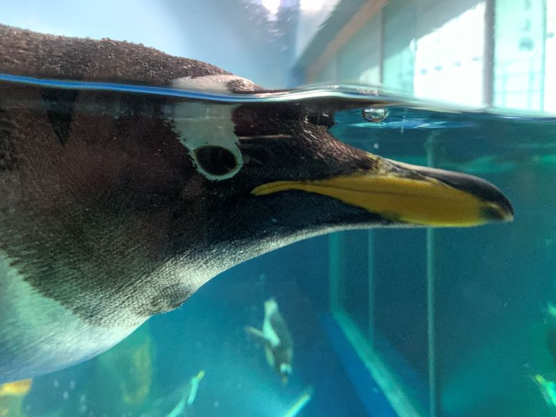 Oga Aquarium GAO