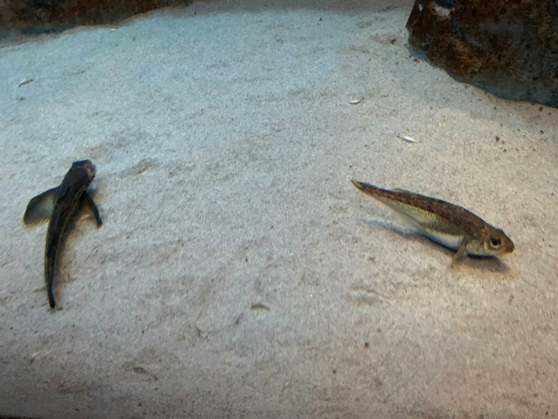 Oga Aquarium GAO