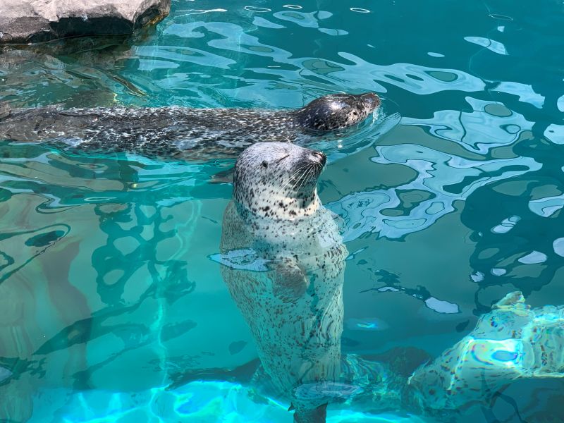 Oga Aquarium GAO