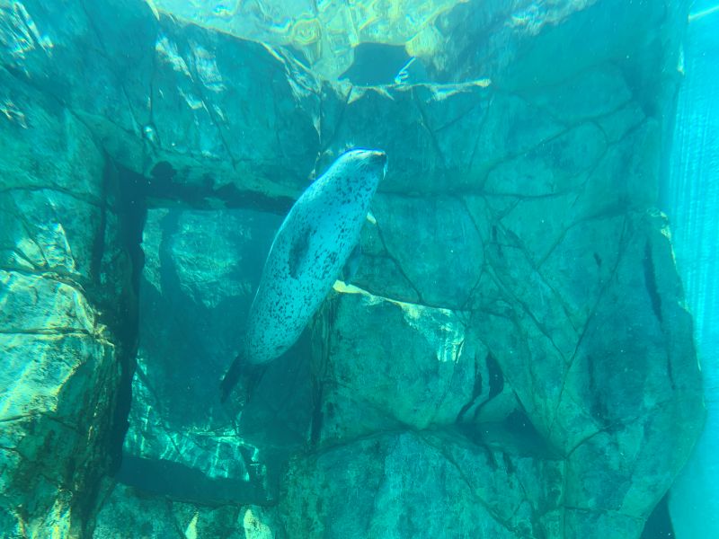 Oga Aquarium GAO
