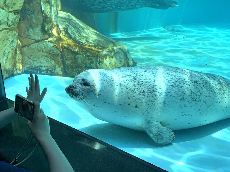 Oga Aquarium GAO