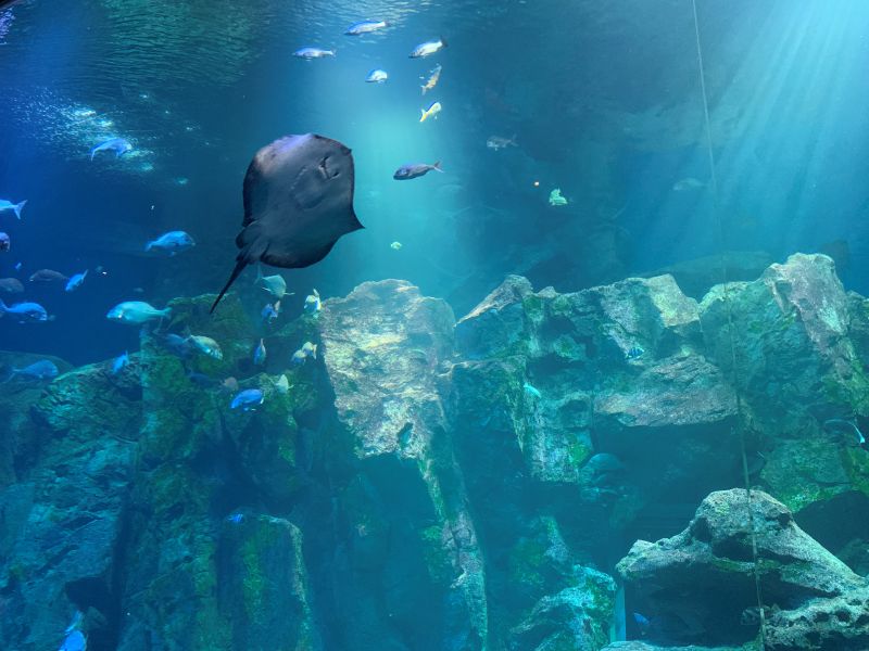 Oga Aquarium GAO