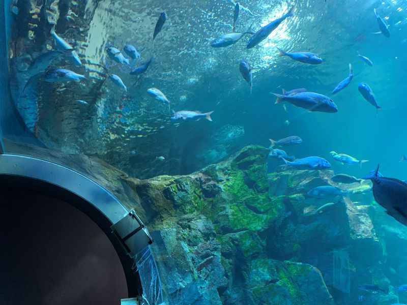 Oga Aquarium GAO