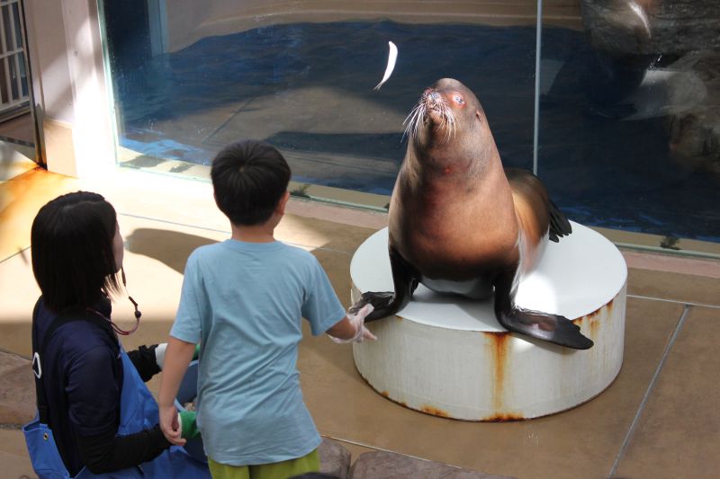 Oga Aquarium GAO