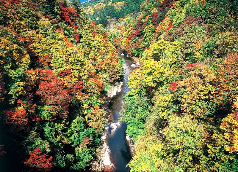 Follaje otoñal en el desfiladero de Koyasu. Fuente: Sitio web oficial de turismo de la prefectura de Akita, AkitaFan