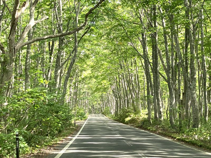 Tunnel de hêtres dans la « forêt secondaire de hêtres d'Hakkoda »