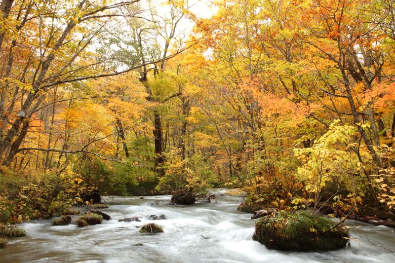 Feuillage d'automne dans les gorges d'Oirase. Source : Site d'information touristique de la préfecture d'Aomori. Magnifique Aomori