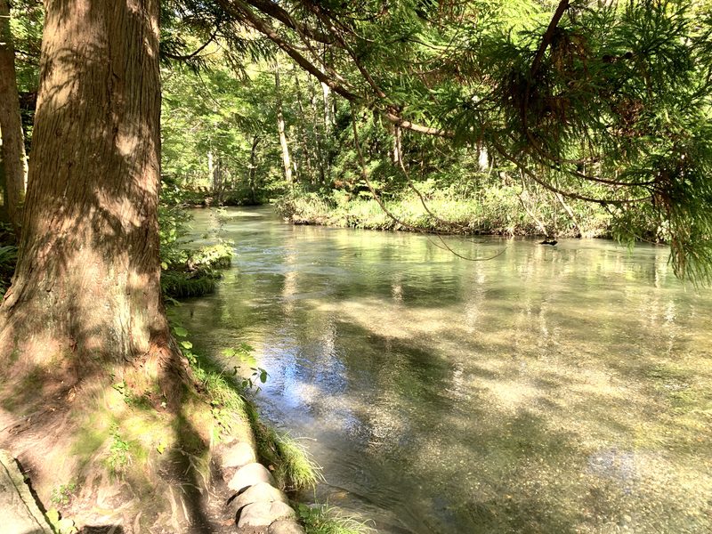 Le ruisseau Oirase vu du sentier pédestre ; l’eau est cristalline et le lit de la rivière est parfaitement visible